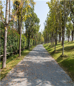 上海閔行馬橋露骨料透水混凝土項(xiàng)目 上海閔行馬橋露骨料透水混凝土項(xiàng)目